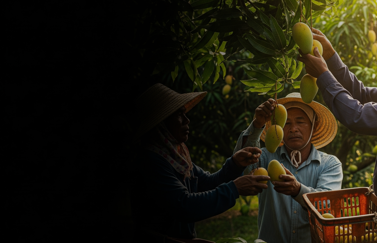 Descripción de banner 3